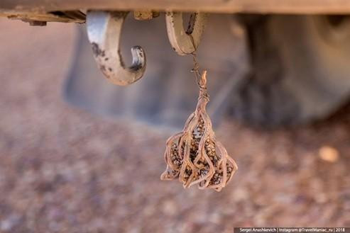 Bien phap tranh thai ky la o sa mac Sahara-Hinh-2