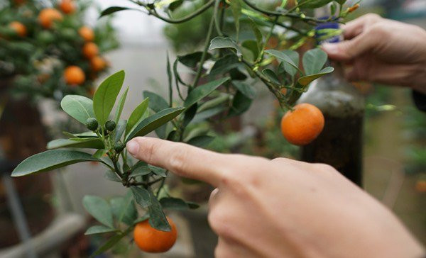 Tứ quý của cây quất: Ai chọn được thì tài lộc, vận may rực rỡ Tu quy cua cay quat: Ai chon duoc thi tai loc, van may ruc ro