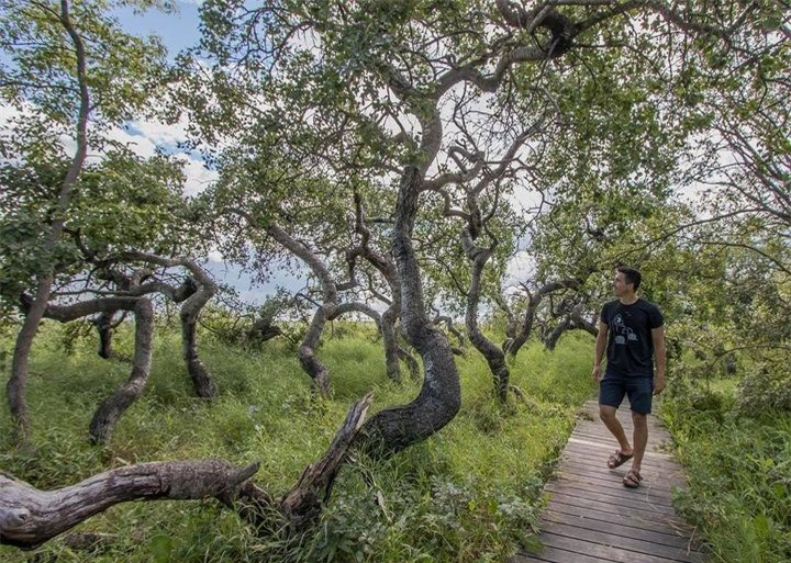 Loại cây cong vẹo duy nhất được biết đến trên thế giới ảnh 3 Loại cây cong vẹo duy nhất được biết đến trên thế giới ảnh 3