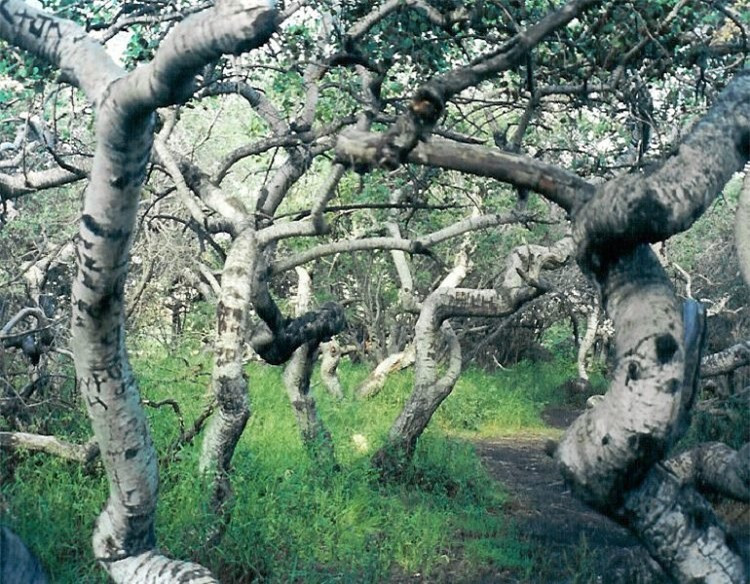 Loại cây cong vẹo duy nhất được biết đến trên thế giới ảnh 1 Loại cây cong vẹo duy nhất được biết đến trên thế giới ảnh 1