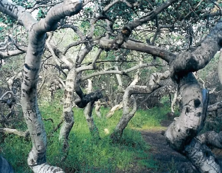 Loại cây cong vẹo duy nhất được biết đến trên thế giới ảnh 1