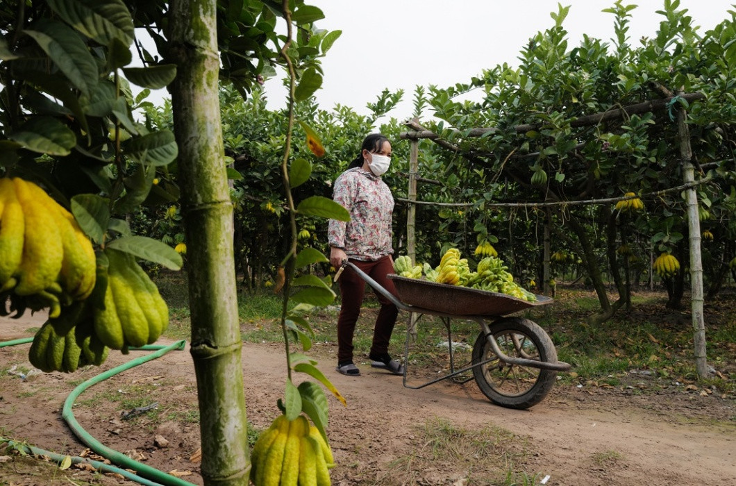 Phật thủ được chia làm 2 loại: loại có ngón tay tỏa ra vươn dài (mang ý nghĩa phát tài, phát lộc) và ngón tay đều, khép kín, hơi cúp (tượng trưng cho bàn tay chắp ngón cầu nguyện).