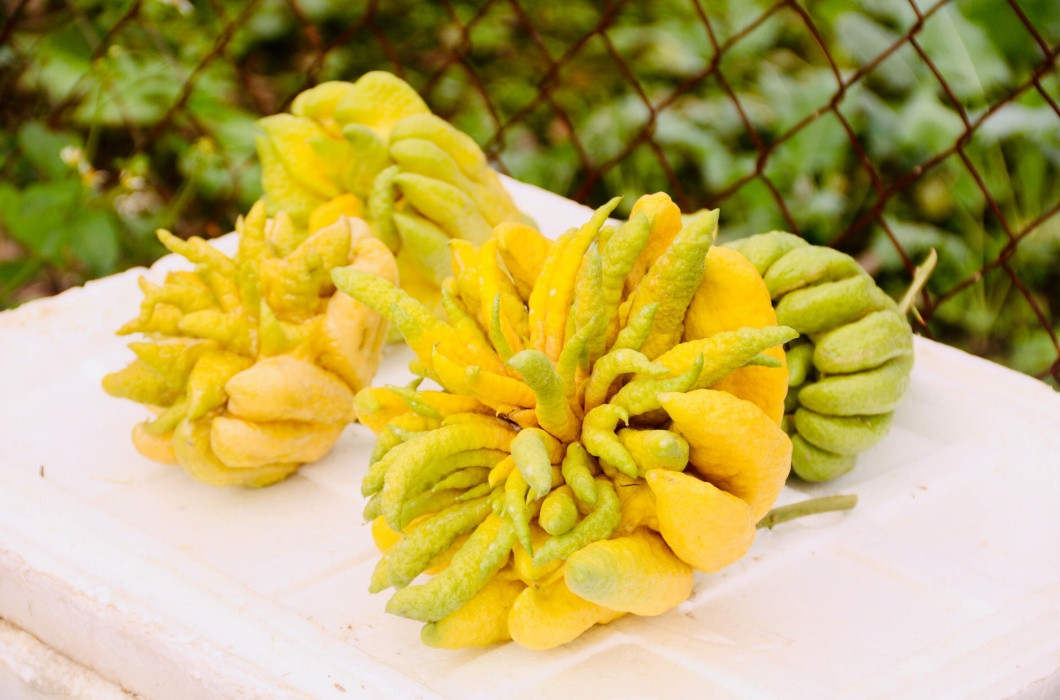 Không chỉ dùng để thờ cúng, quả phật thủ còn mang nhiều giá trị về mặt y học.