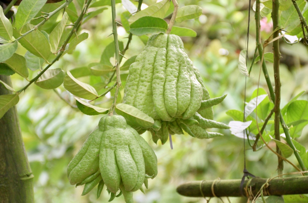 Do chi phí trồng, chăm sóc phật thủ không quá cao so với các loại cây cảnh khác nhưng lại "được giá", nhờ vậy nhiều nhà vườn trồng phật thủ có thu nhập "khủng" lên tới hàng tỷ đồng.