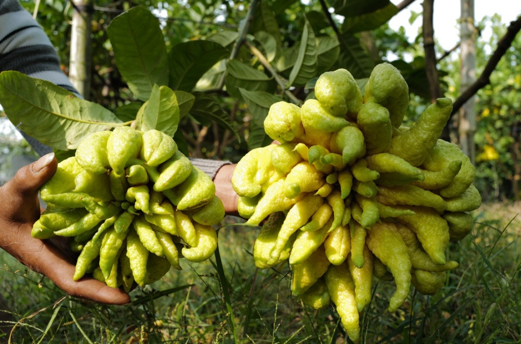 Được biết, tên gọi “phật thủ” bắt nguồn từ vẻ ngoài hết sức đặc biệt của loại quả này - nhìn qua giống như bàn tay Phật đang cứu độ chúng sinh.