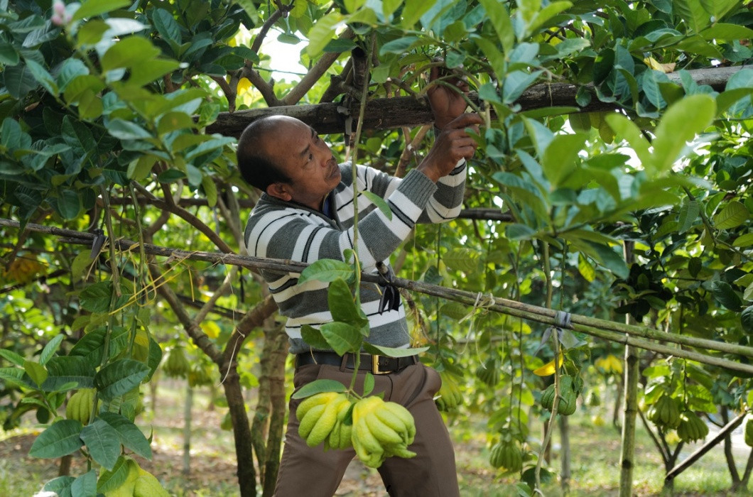 Không chỉ mang hình dáng đẹp mắt, loại quả này còn có mùi hương dịu nhẹ, lâu phai nên theo quan niệm xưa, việc bày phật thủ trên ban thờ sẽ giúp lưu giữ thần Phật, gia tiên để bảo hộ cho chủ nhà.