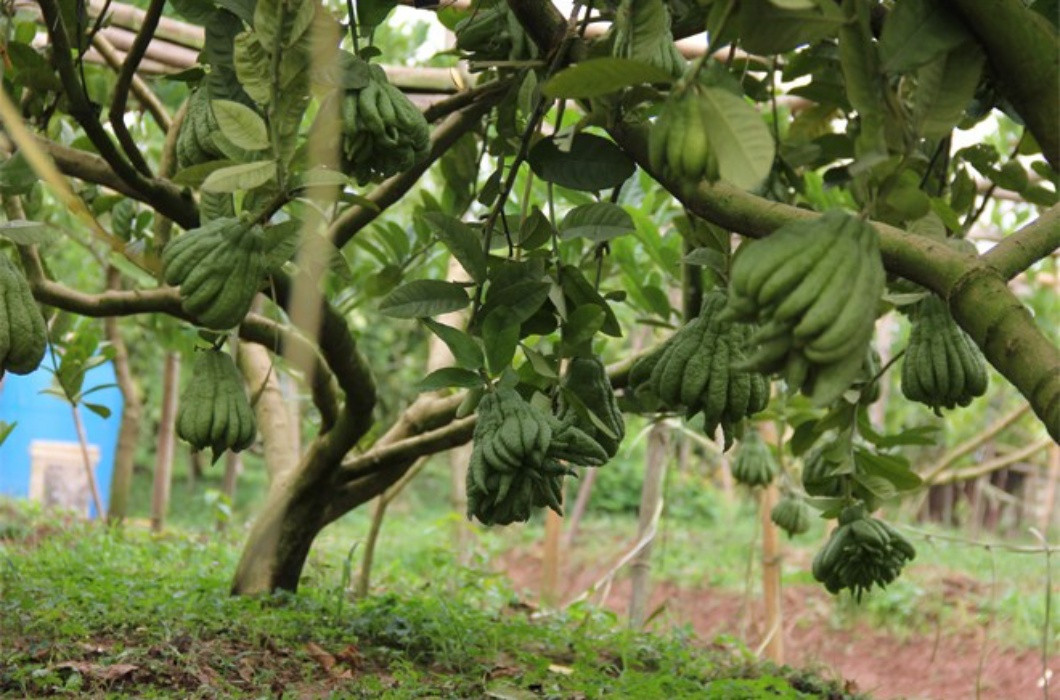 Quả phật thủ có càng nhiều "ngón" thì giá sẽ càng đắt đỏ.