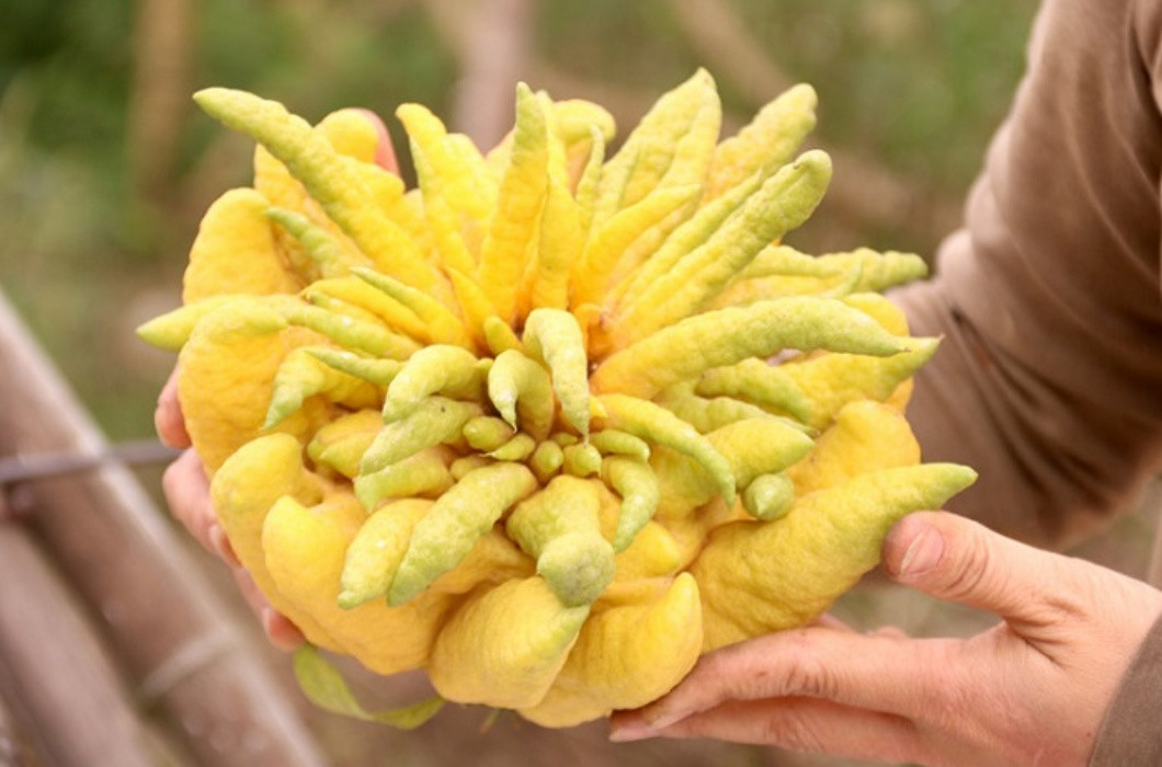 Theo chia sẻ của anh Tuân - một chủ vườn phật thủ tại Đắc Sở (Hà Nội), sau khi chi ra số vốn khoảng 50 triệu đồng để mua 500 quả phật thủ, gia đình anh đã thu về doanh số gấp đôi số tiền ban đầu bỏ ra chỉ trong 10 ngày cận Tết năm ngoái.