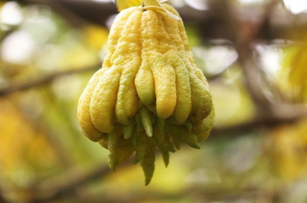 Loại quả này có tên gọi là phật thủ (hay còn gọi là tay phật). Quả phật thủ không dùng để ăn mà chủ yếu chỉ dùng để thờ cúng.