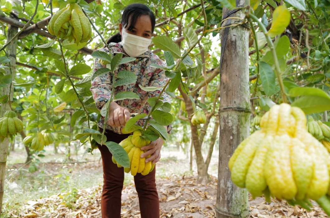 Chính vì mang ý nghĩa thiêng liêng về mặt tâm linh nên đây là loại quả được rất nhiều người tiêu dùng ưa chuộng trong dịp lễ Tết.
