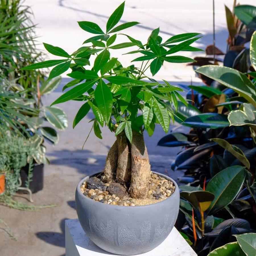 Dat trong phong tho 6 loai cay nay: Tran an gia trach, tai loc du day-Hinh-3