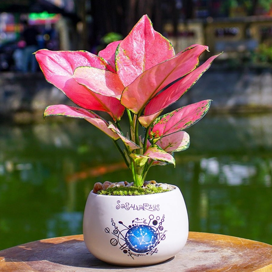 Dat trong phong tho 6 loai cay nay: Tran an gia trach, tai loc du day-Hinh-5