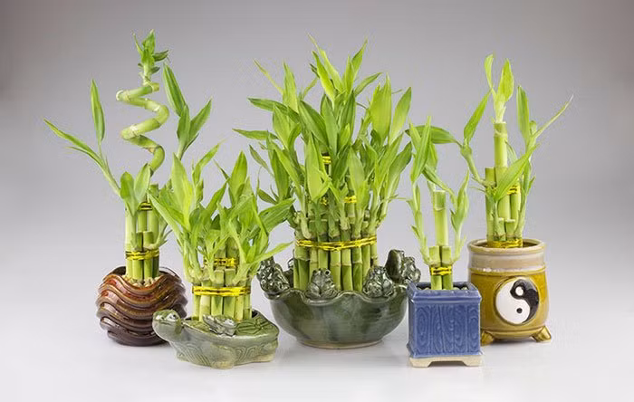 Dat trong phong tho 6 loai cay nay: Tran an gia trach, tai loc du day-Hinh-4