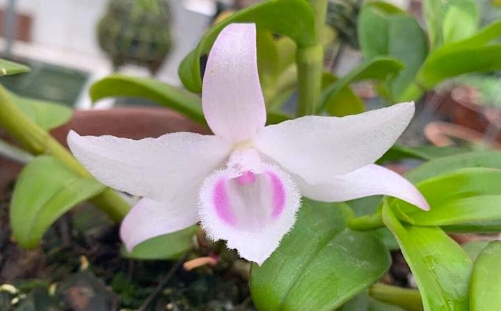 Lan đột biến rớt giá cả trăm lần, người mua tan giấc mộng vàng ảnh 2 Lan đột biến rớt giá cả trăm lần, người mua tan giấc mộng vàng ảnh 2