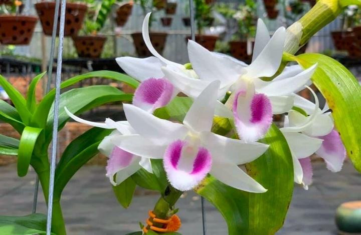 Lan đột biến rớt giá cả trăm lần, người mua tan giấc mộng vàng ảnh 1 Lan đột biến rớt giá cả trăm lần, người mua tan giấc mộng vàng ảnh 1