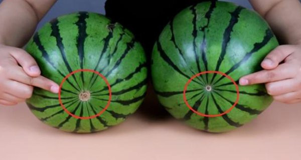 Mua dưa hấu: Có 5 dấu hiệu này, hãy lấy ngay vì quả chín già, mỏng vỏ, siêu ngọt Mua dua hau: Co 5 dau hieu nay, hay lay ngay vi qua chin gia, mong vo, sieu ngot
