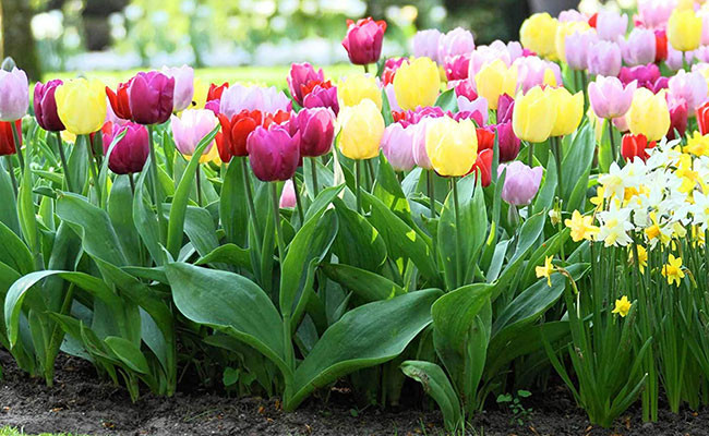 Nhung bong hoa dat gia cua hanh tinh, co bong dat ngang biet thu-Hinh-5