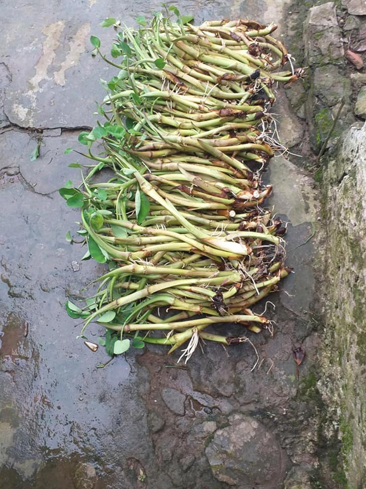 Trước đây, ngó khoai gắn với người nghèo. Họ ra đồng kiếm ngó khoai về ăn cứu đói, thay cơm. Thời đó ra ruộng khoái hái một lúc được cả rổ ngó về nấu ăn trừ bữa, chẳng ai mua bán gì.