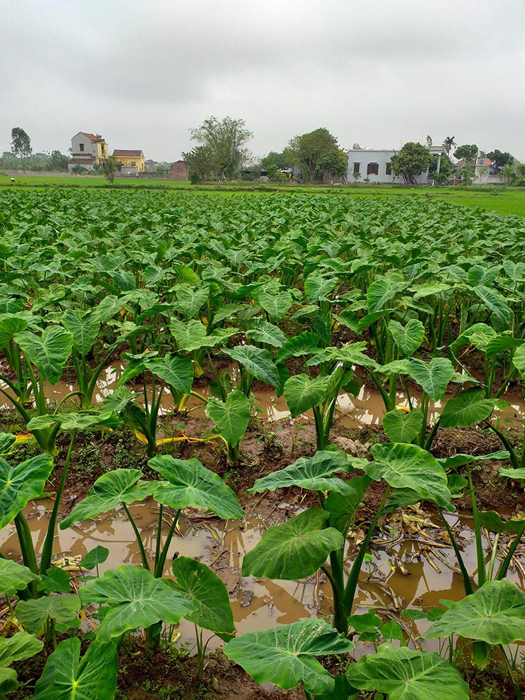Loại này có nhiều vào mùa mưa, khi những cơn mưa đổ xuống, ngó khoai non mơn mởn ngoi lên từ lớp bùn dẻo