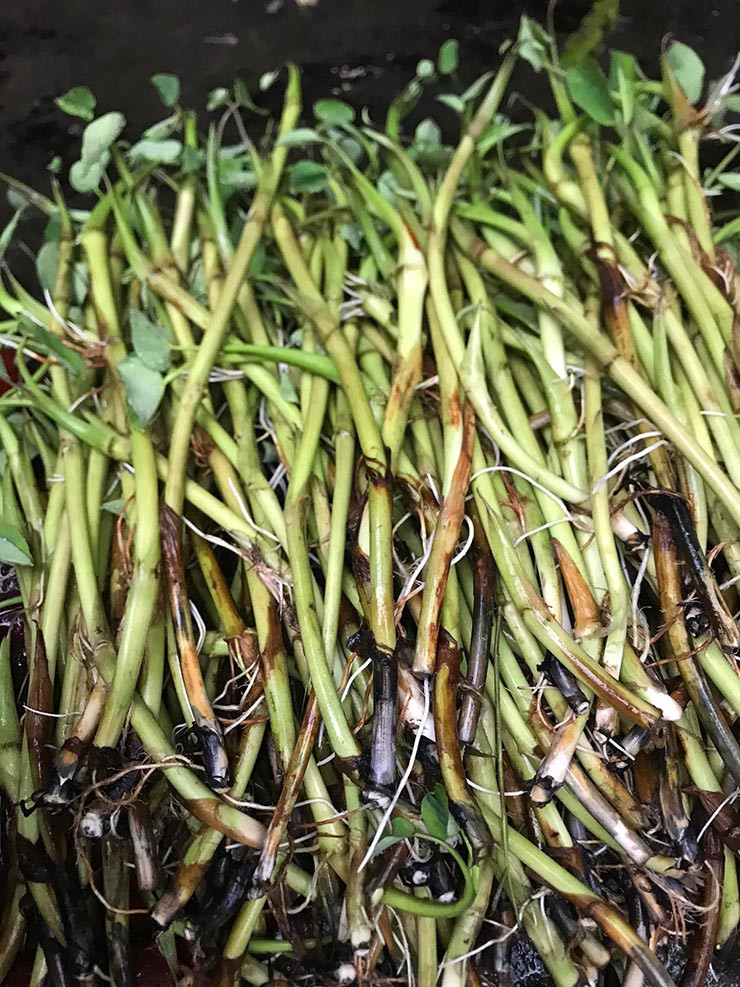 Ngó khoai là phần thân mọc dài ra ở phía gốc của cây khoai nước hay môn nước, có thân dài, thon, kích thước lớn bằng ngón tay người.