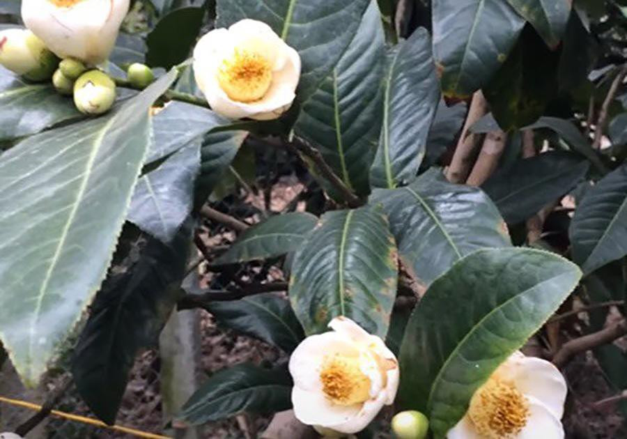 Cây bạch hải đường và những lầm tưởng về sự quý hiếm Cay bach hai duong va nhung lam tuong ve su quy hiem