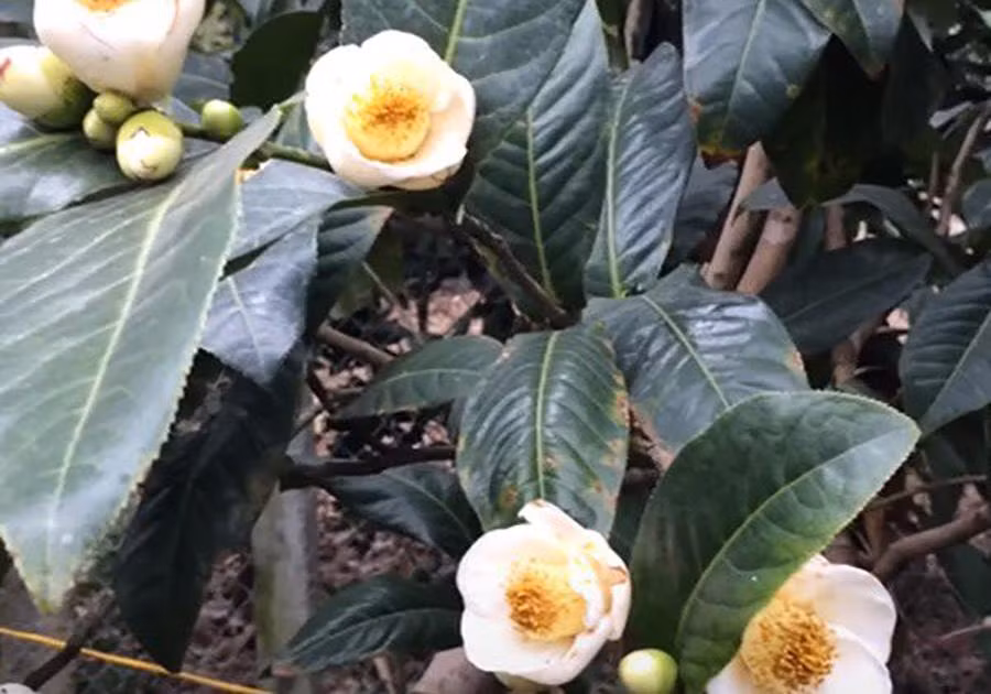 Cây bạch hải đường và những lầm tưởng về sự quý hiếm Cay bach hai duong va nhung lam tuong ve su quy hiem