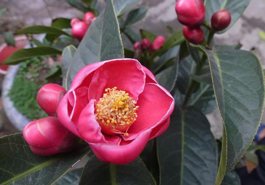 Cây bạch hải đường và những lầm tưởng về sự quý hiếm - Hình 2 Cay bach hai duong va nhung lam tuong ve su quy hiem-Hinh-2