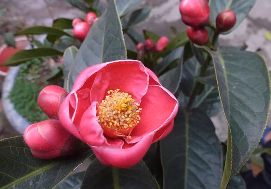 Cây bạch hải đường và những lầm tưởng về sự quý hiếm - Hình 2 Cay bach hai duong va nhung lam tuong ve su quy hiem-Hinh-2