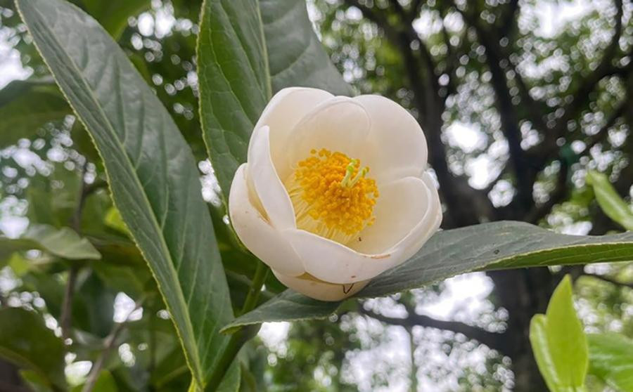 Cây bạch hải đường và những lầm tưởng về sự quý hiếm - Hình 5 Cay bach hai duong va nhung lam tuong ve su quy hiem-Hinh-5