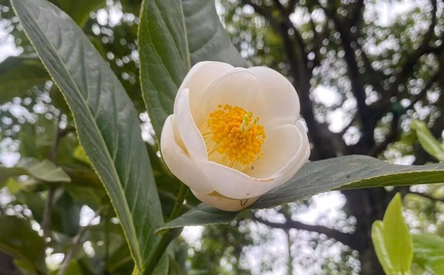 Cây bạch hải đường và những lầm tưởng về sự quý hiếm - Hình 5 Cay bach hai duong va nhung lam tuong ve su quy hiem-Hinh-5