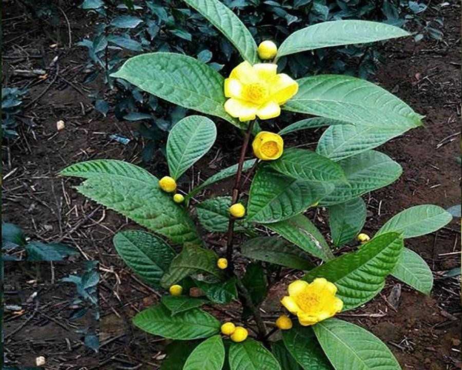 Cây bạch hải đường và những lầm tưởng về sự quý hiếm - Hình 4 Cay bach hai duong va nhung lam tuong ve su quy hiem-Hinh-4