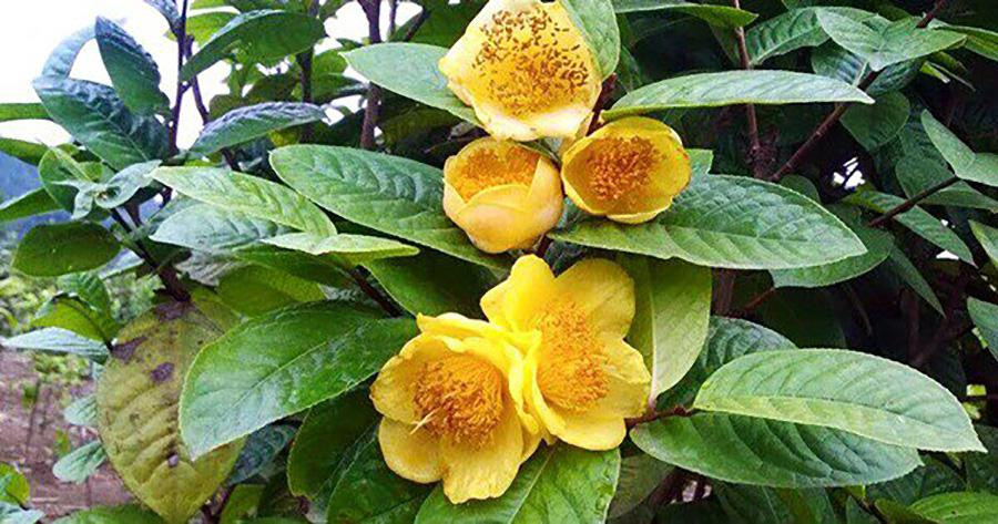 Cây bạch hải đường và những lầm tưởng về sự quý hiếm - Hình 3 Cay bach hai duong va nhung lam tuong ve su quy hiem-Hinh-3