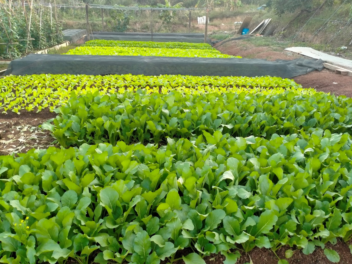 Mot nong dan Binh Phuoc thu hang tram trieu nho trong rau, nuoi ca-Hinh-2