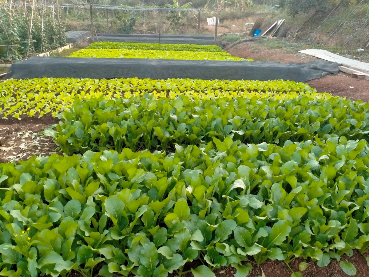 Một nông dân Bình Phước thu hàng trăm triệu nhờ trồng rau, nuôi cá - Hình 2 Mot nong dan Binh Phuoc thu hang tram trieu nho trong rau, nuoi ca-Hinh-2