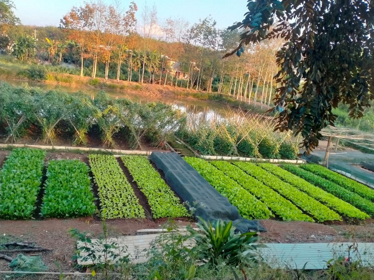 Mot nong dan Binh Phuoc thu hang tram trieu nho trong rau, nuoi ca