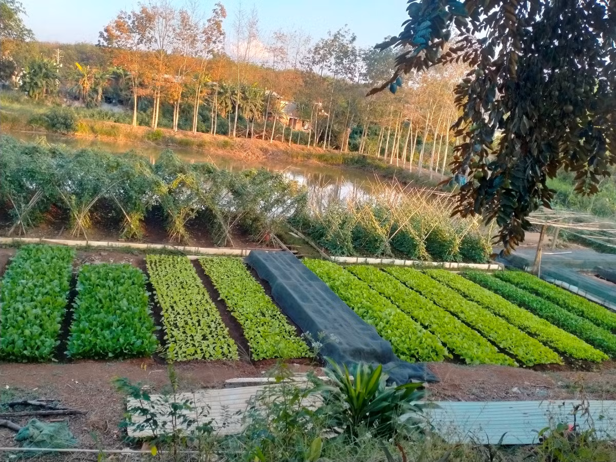 Một nông dân Bình Phước thu hàng trăm triệu nhờ trồng rau, nuôi cá Mot nong dan Binh Phuoc thu hang tram trieu nho trong rau, nuoi ca