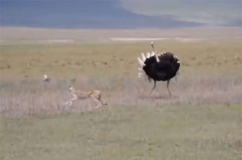 Clip: Đà điểu tấn công liên tiếp khiến báo phải bỏ chạy Clip: Da dieu tan cong lien tiep khien bao phai bo chay