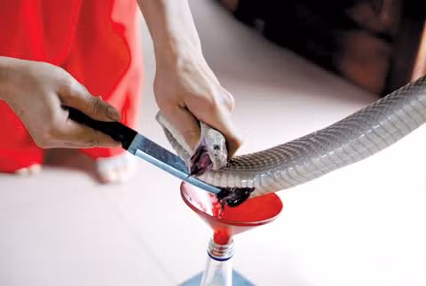 Người ta chủ yếu dùng rắn để bồi bổ hơn là chữa bệnh.