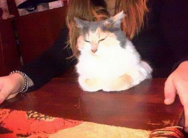 Bất cứ khi nào có khách khứa đến chơi nhà, cô mèo này thường ngồi giữa chủ và khách vì muốn làm tâm điểm sự chú ý.