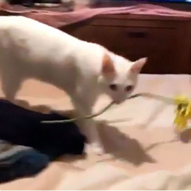 Thật ngọt ngào và ấm ám khi được mèo cưng tặng hoa.