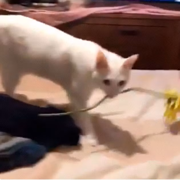 Thật ngọt ngào và ấm ám khi được mèo cưng tặng hoa.