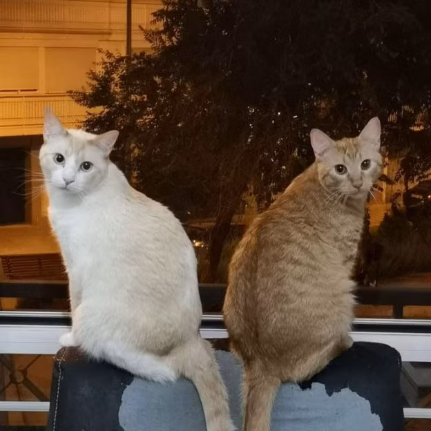 Các boss thường tạo dáng hình chữ V mỗi khi được sen chụp ảnh.