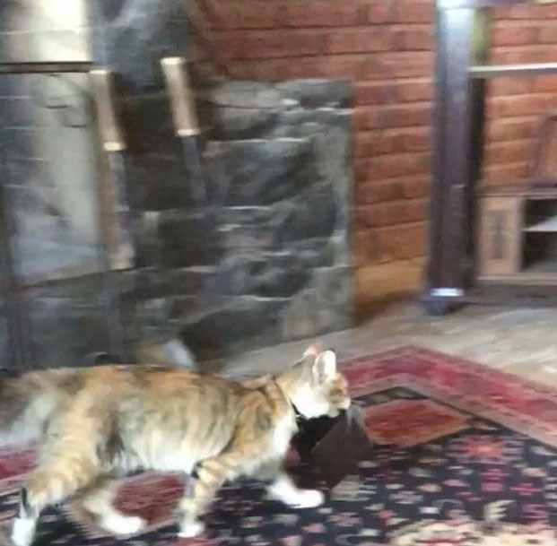 Boss này có sở thích lấy trộm ví của sen rồi tha đi khắp nhà, khiến sen phải đuổi theo "bở hơi tai".