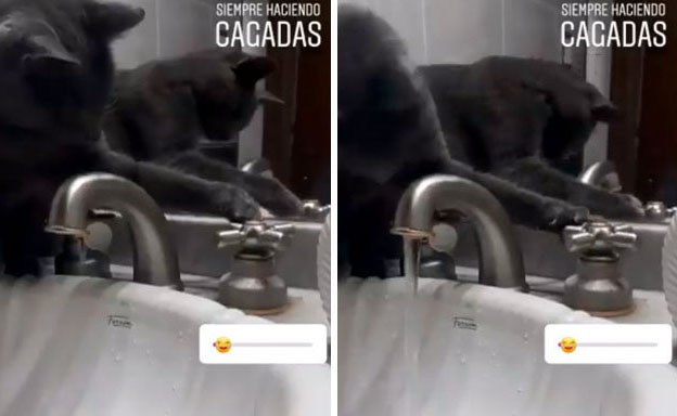 Boss thường vặn vòi nước để gây sự chú ý của sen nếu không được cho ăn.