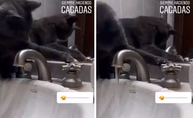 Boss thường vặn vòi nước để gây sự chú ý của sen nếu không được cho ăn.