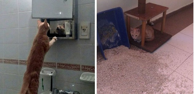 Mèo cưng thích soi gương và thường làm đổ đồ đạc khi không được ai chú ý./.