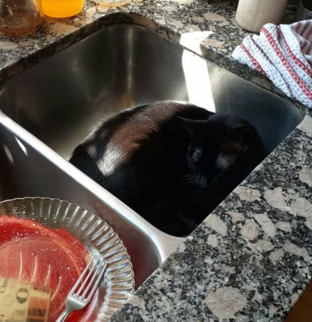 Boss có sở thích ngủ trong bồn rửa bát.