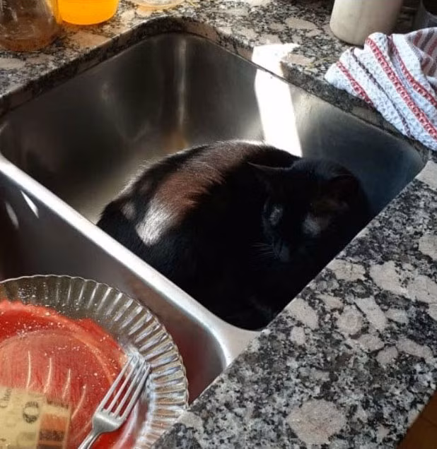 Boss có sở thích ngủ trong bồn rửa bát.