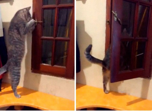 “Mèo cưng của tôi rất thích mở toang cửa sổ khiến tôi thường xuyên cảm thấy lạnh”, một con sen đau khổ bộc bạch.