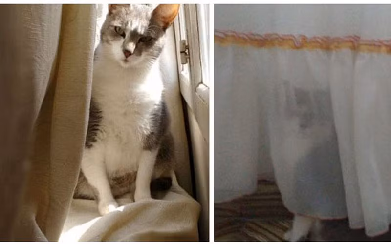 Cô mèo Gala này thường thích trốn sau các bức rèm mỗi khi sen hỏi: “Gala ở đâu vậy?”.